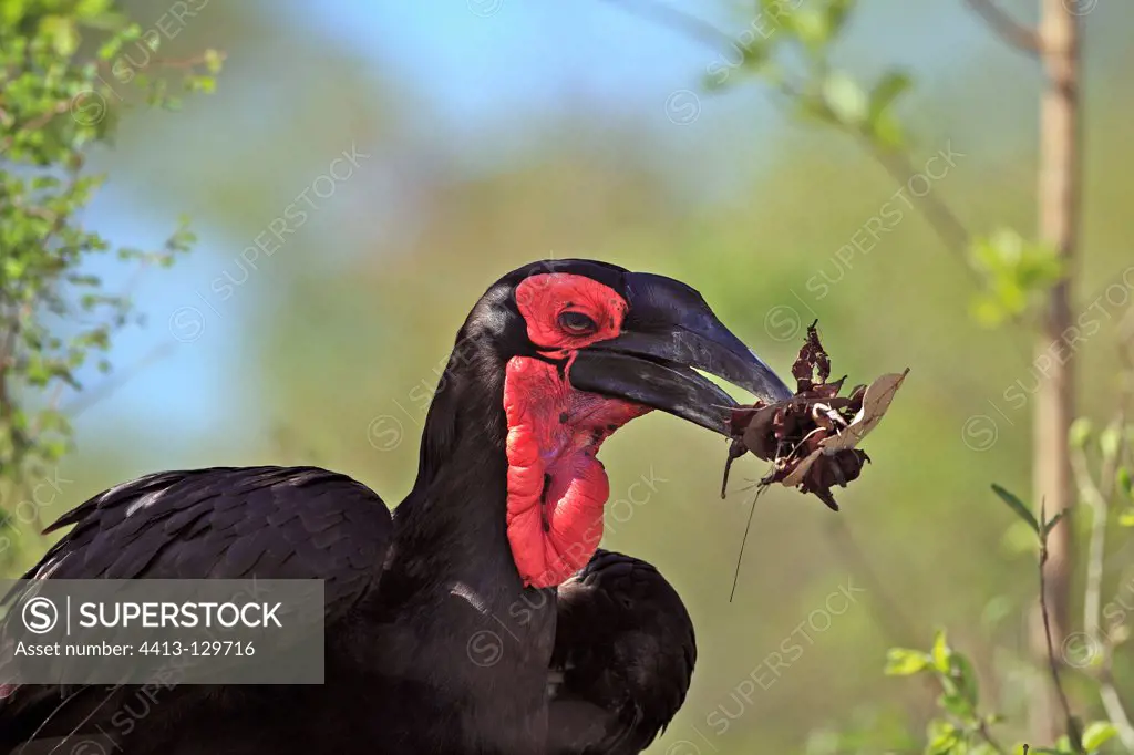 Ground-hornbill holding leaves in its beak Kruger NP