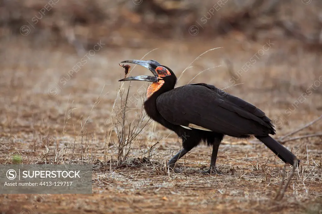 Southern Ground-hornbill swallowing a Scorpion Kruger NP