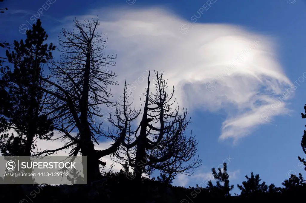Dead trees and clouds RN Néouvielle Pyrenees France