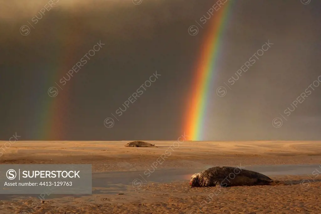 Grey seals lying on the beach in stormy weather GB