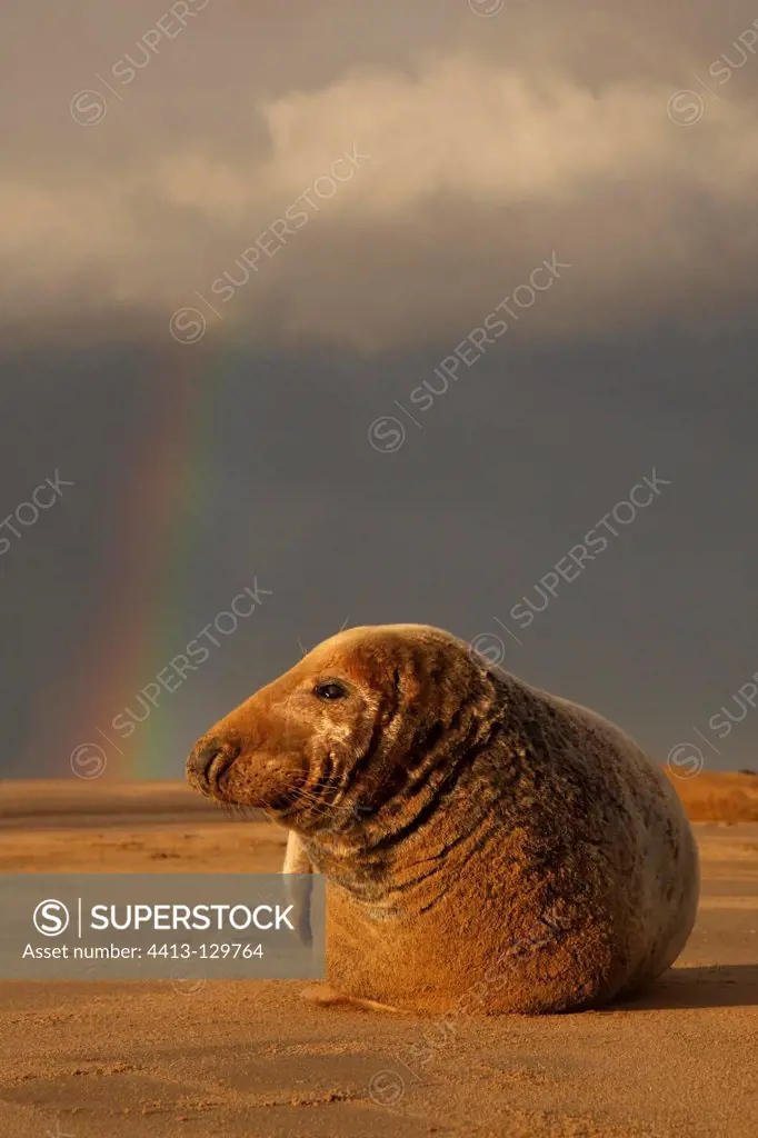 Male Grey seal lying on the beach in stormy weather GB