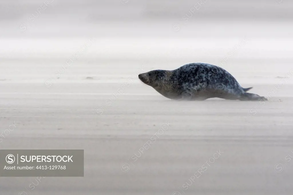 Male Grey seal lying on the beach in a sandstorm GB