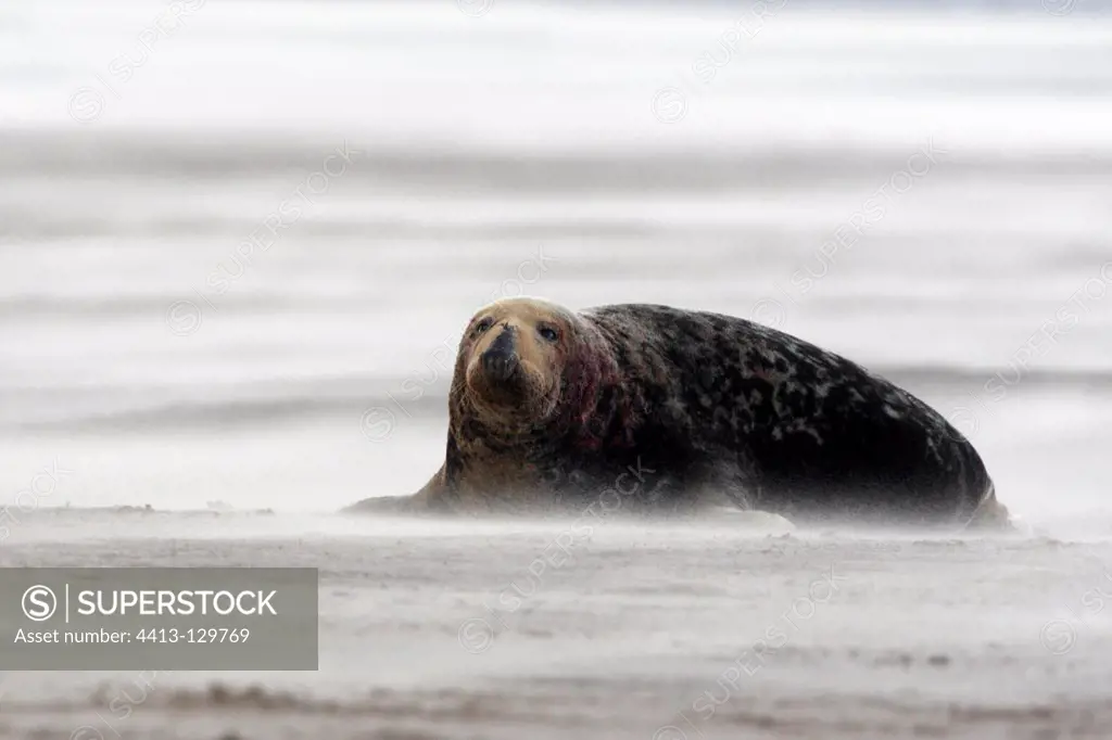 Male Grey seal lying on the beach in a sandstorm GB
