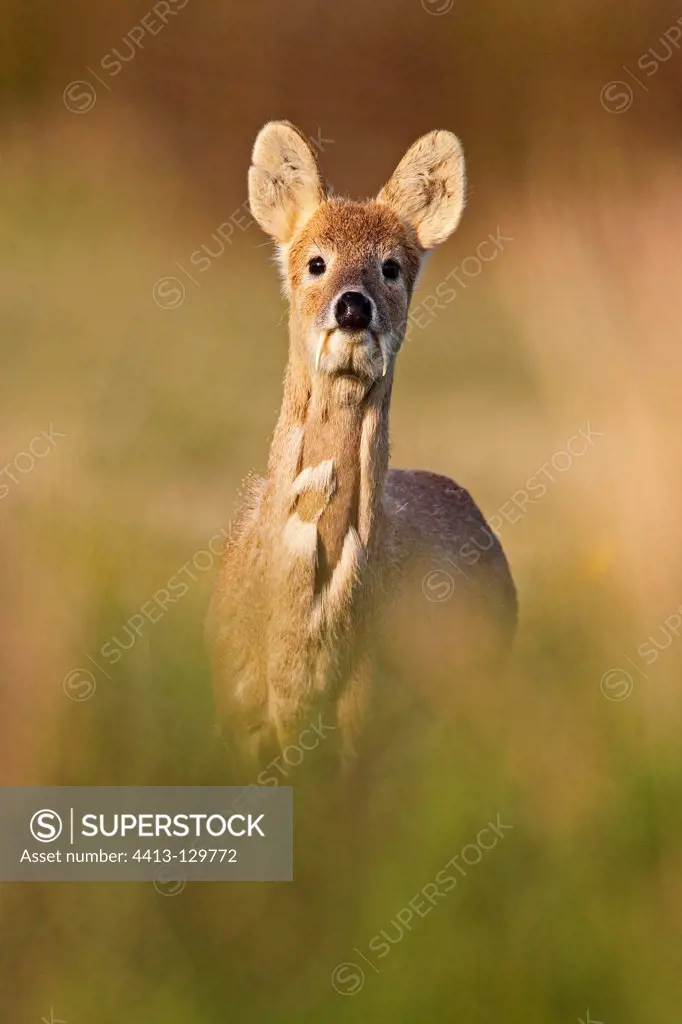 Male Chinese water deer in a meadow at spring GB