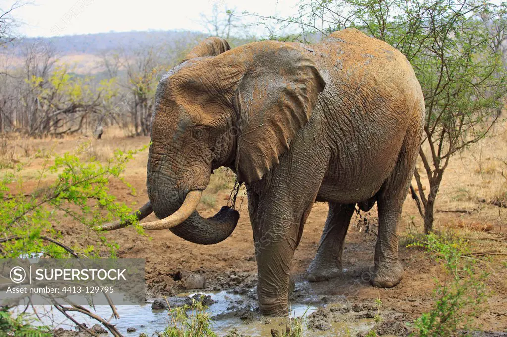 Elephant watered to a water point in the PN Kruger RSA