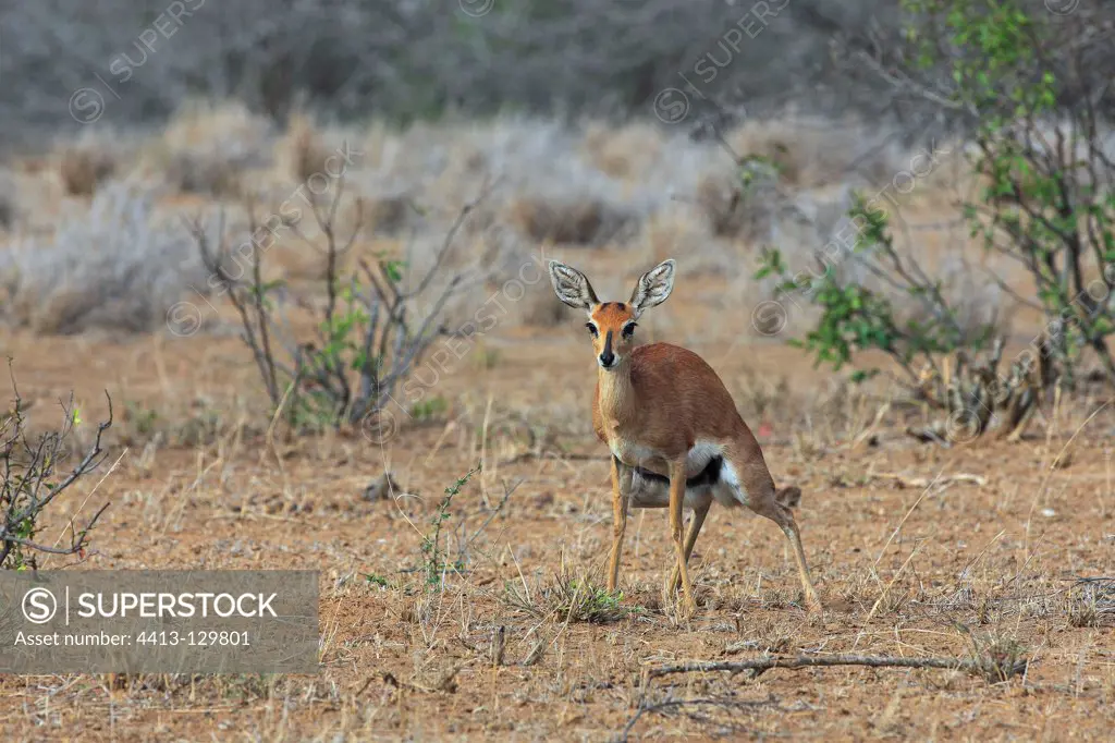 Steenbok defectating in the PN Kruger RSA