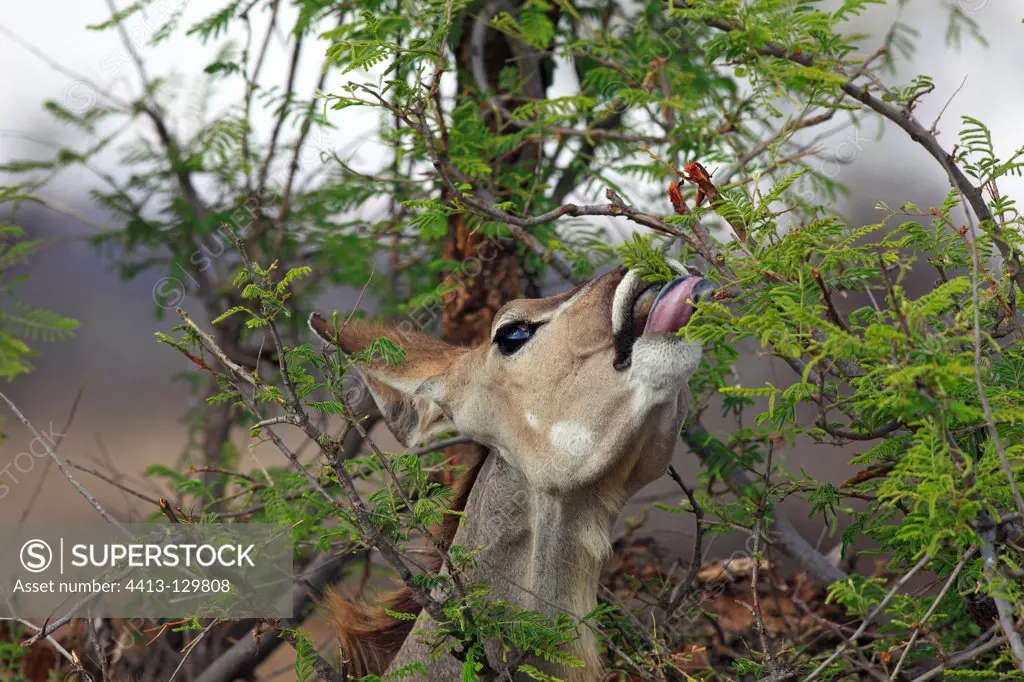 Greater Kudu female eating leaves in the Kruger NP RSA