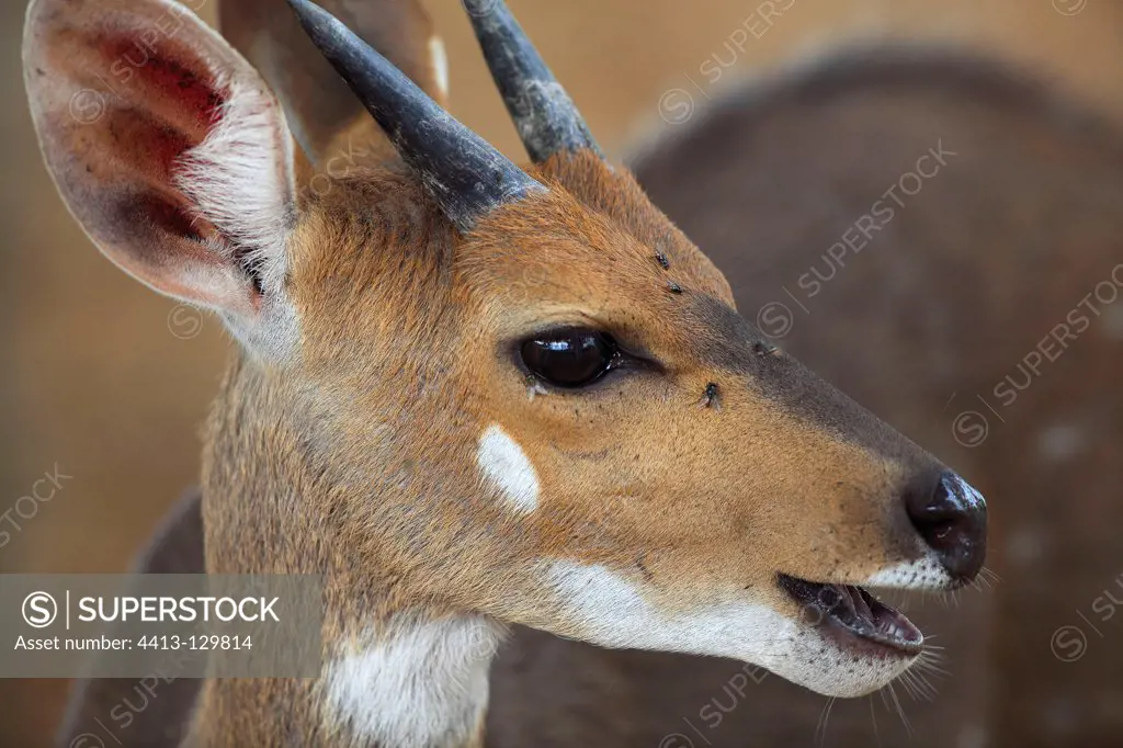 Portrait of a male Bushbuck in the Kruger NP RSA