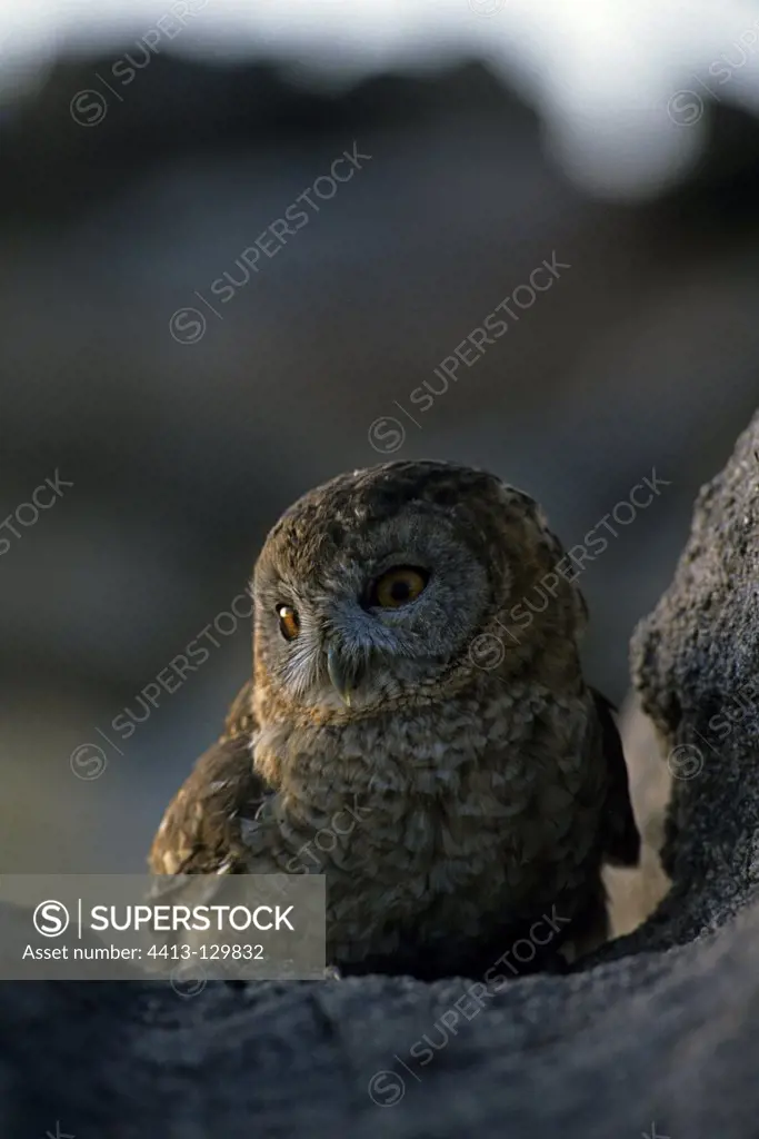 Hume's Tawny Owl in rocks Saudi Arabia