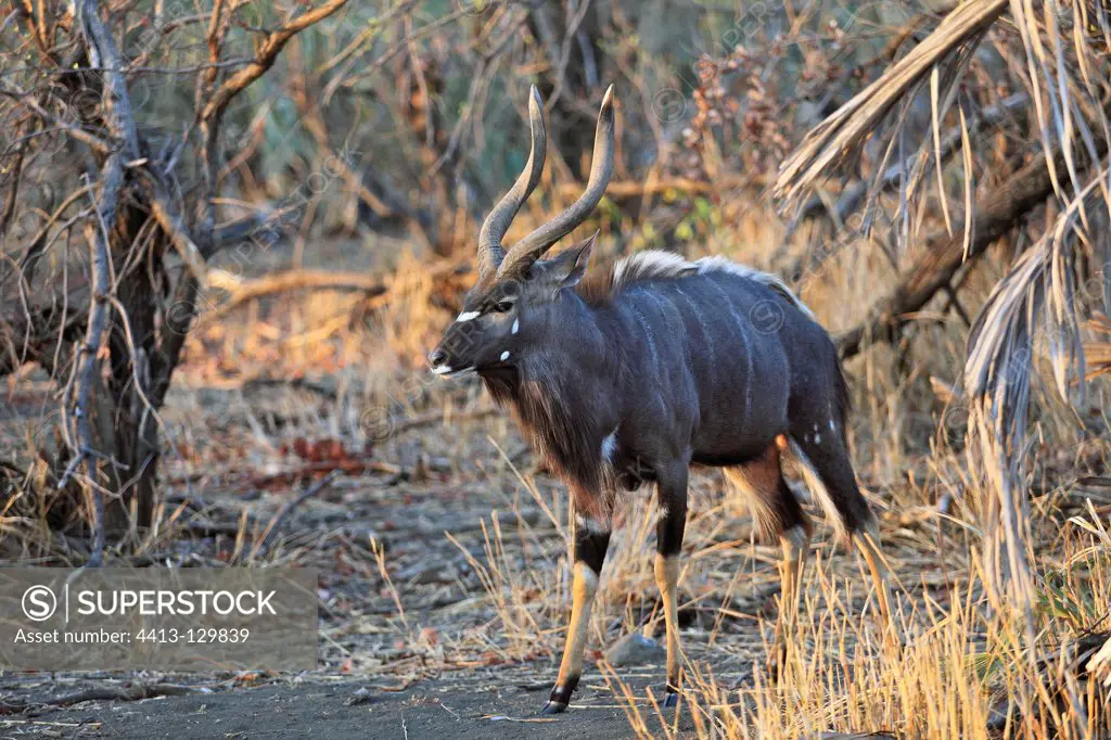 Male Nyala walking in the Kruger NP in South africa