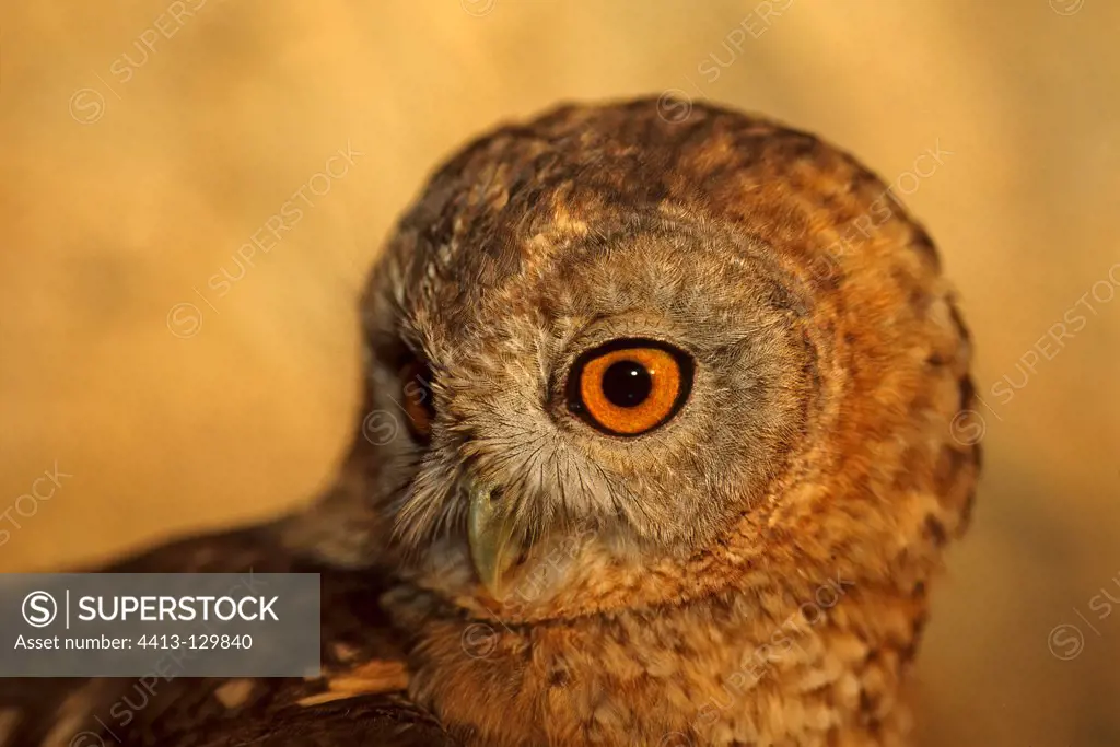 Portrait of Hume's Tawny Owl Saudi Arabia