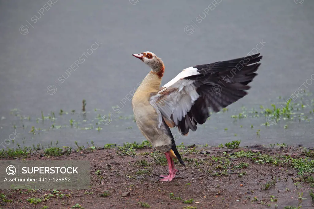 Egyptian Goose shaking its wings in the Kruger NP in RSA