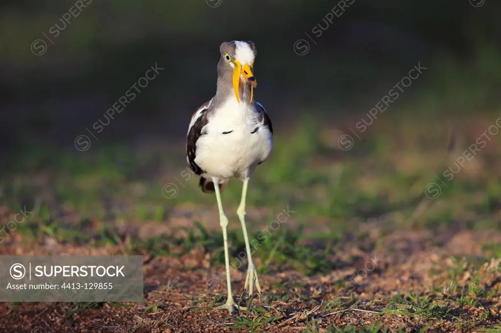 White-crowned Lapwing in the Kruger NP RSA