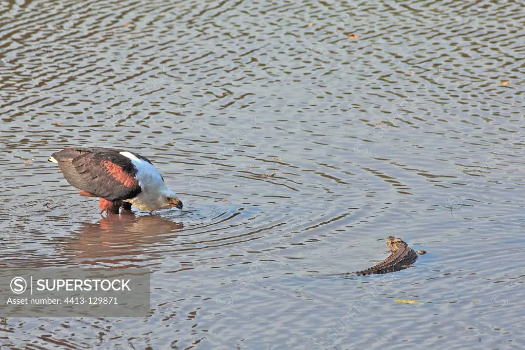 African Fish-eagle drinking near a small crocodile RSA