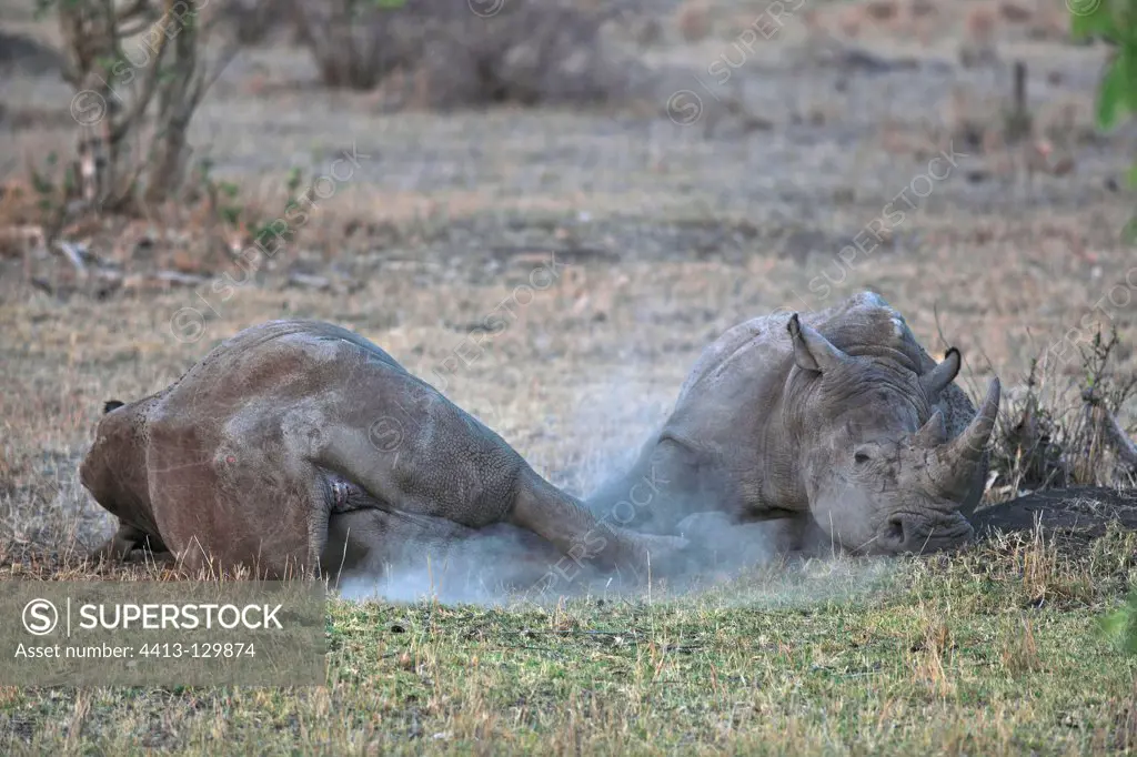 White Rhinoceros lying against one another Kruger NP RSA