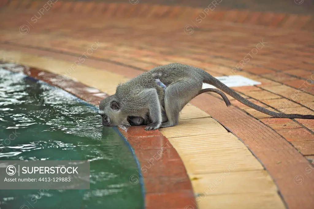 Grivet Monkey female drinking water from a pool RSA