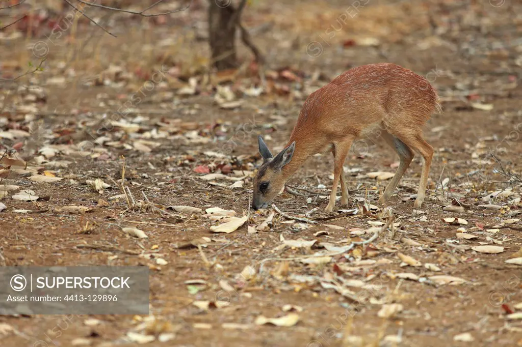 Sharpe's Grysbok sniffing the ground in the Kruger NP RSA