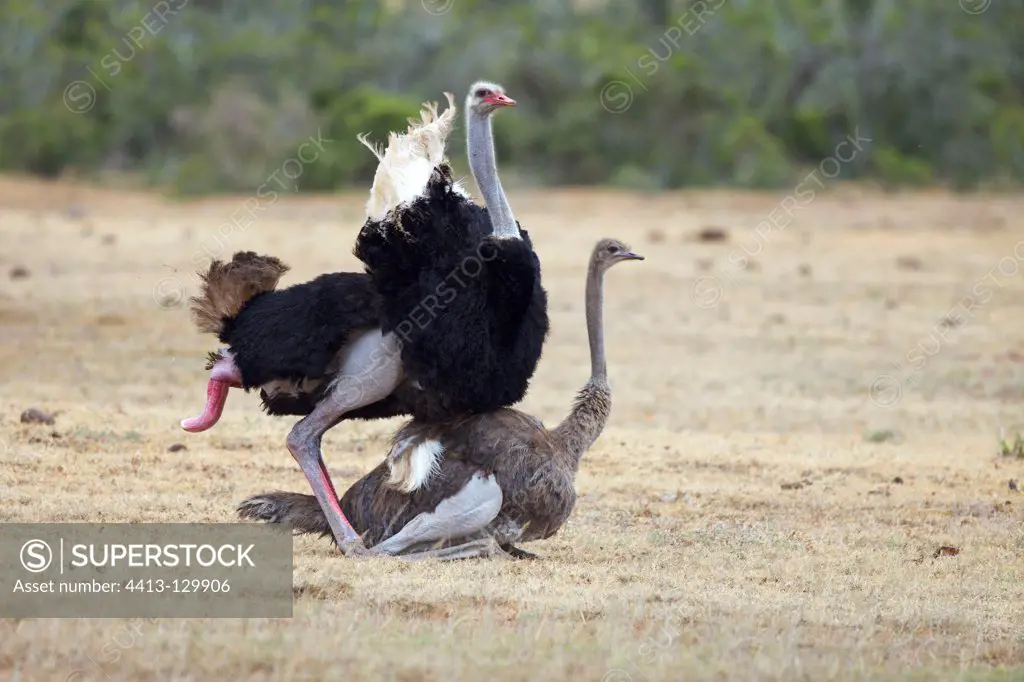 Coupling of two ostriches in the Addo Elephant NP RSA