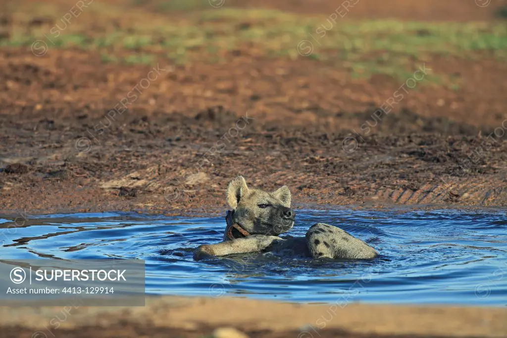 Spotted hyena bathing in a waterhole in RSA Crocuta crocuta