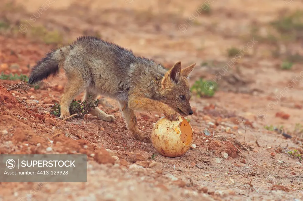 Little Jackal protecting an egg Ostrich from another Jackal