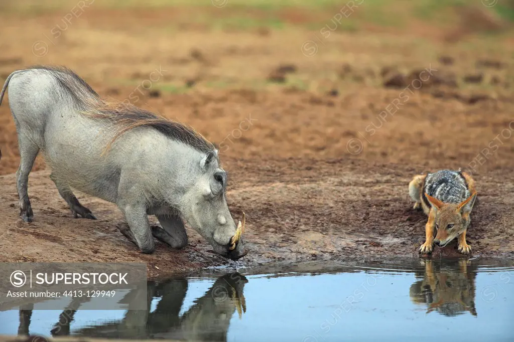Common Warthog and Jackal in a watering place RSA
