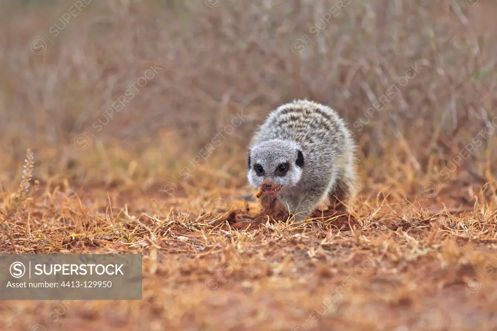 Meerkat eating a worm in Addo Elephant NP in RSA