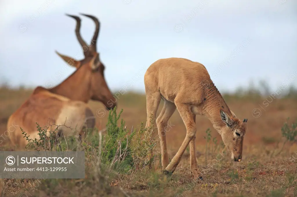 Young Red Hartebeest playing near his mother lying in RSA