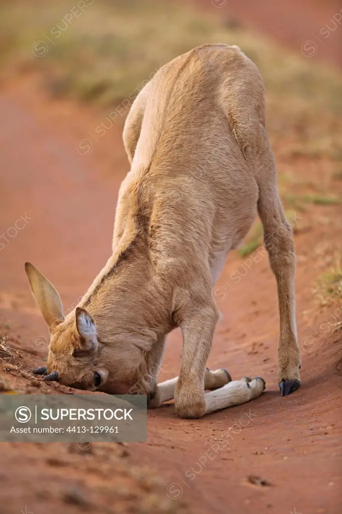 Young Red Hartebeest rubbing his horns on the ground in RSA