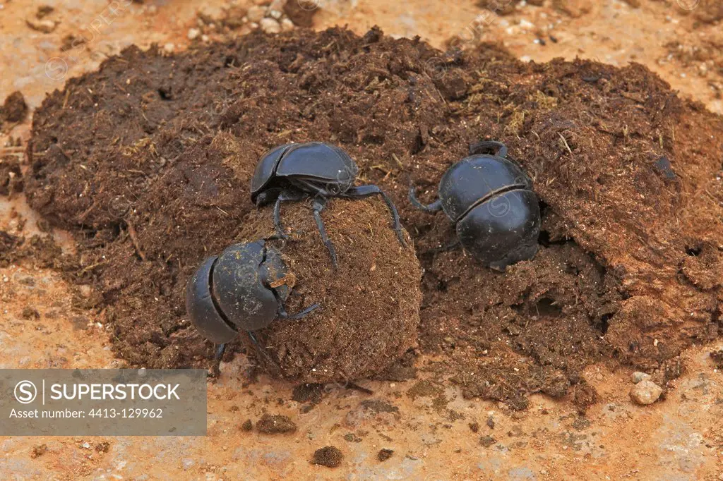 Flightless dung beetle preparing dung balls Addo Elephant NP