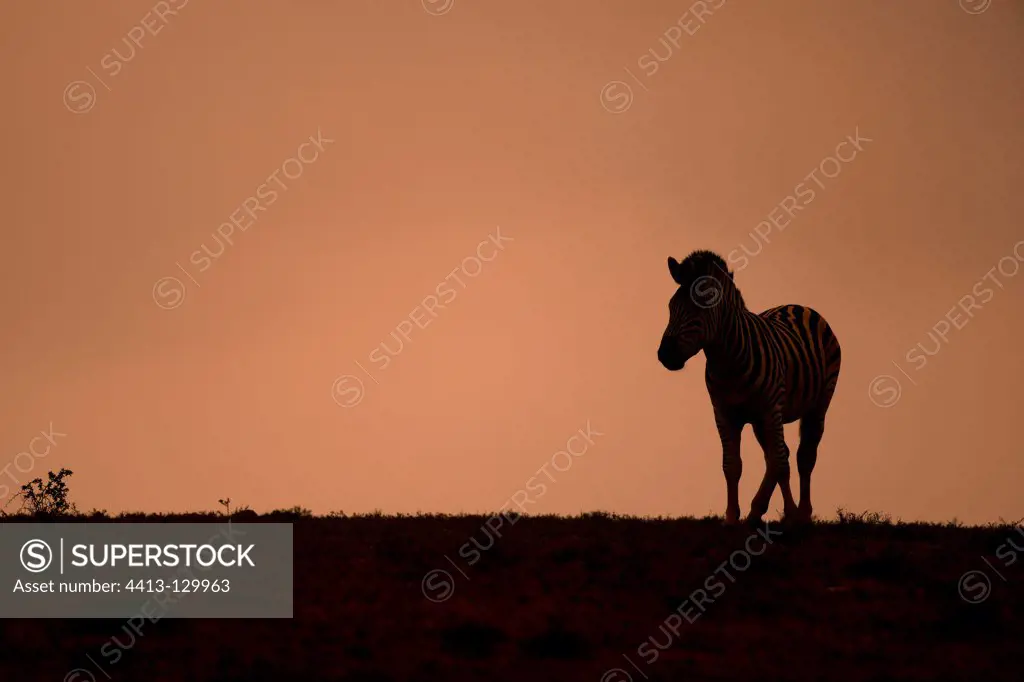 Plains Zebra in the morning in the Addo Elephant NP RSA
