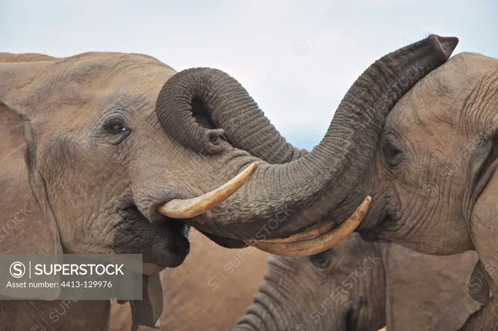 Friendly contacts between Elephants Addo Elephant NP RSA