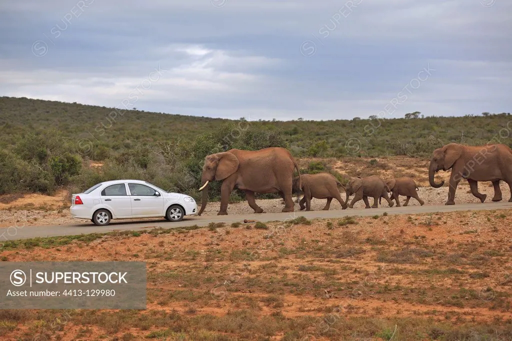 Car and Family Elephants in the Addo Elephant NP RSA