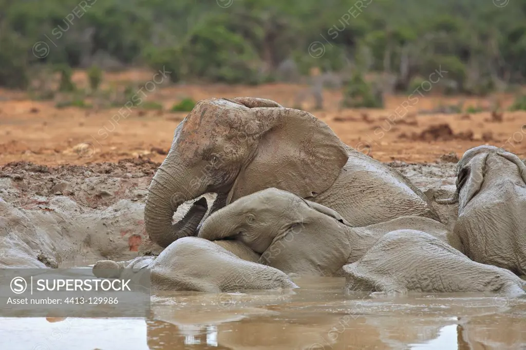 Family of Elephants bathing in the Addo Elephant NP RSA