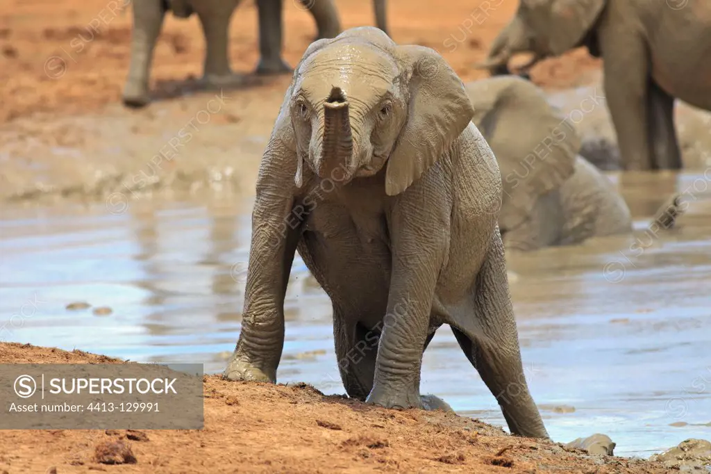 Young elephant out of a mud bath Addo Elephant NP RSA