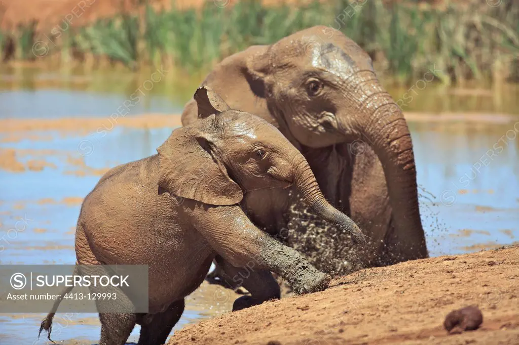Elephant Calf and his mother out of a mud bath RSA