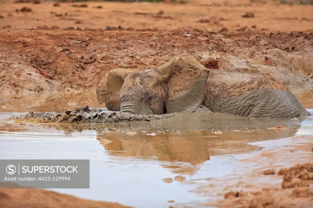 Elephants taking a mud bath Addo Elephant NP in RSA