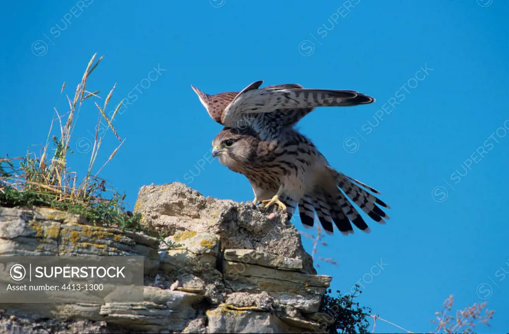 Young Common Kestrel stretching itself on a rock