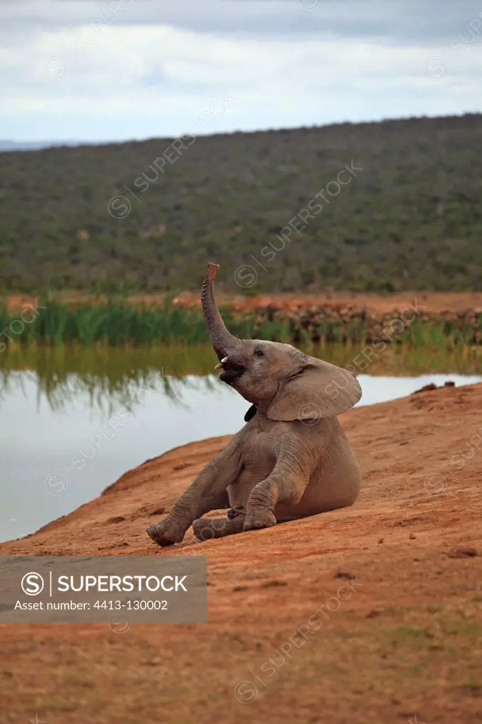 Young Elephant sitting near a pool and lifting the wrong RSA