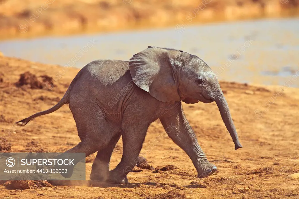 Baby elephant running near a pond Addo Elephant NP in RSA