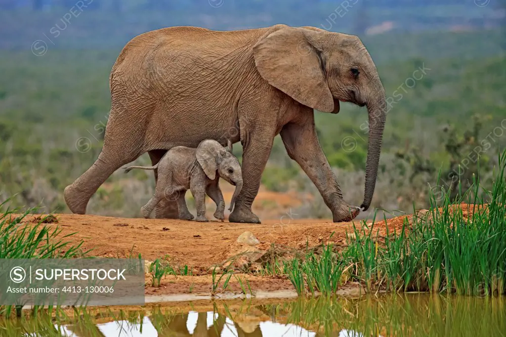 Elephant and baby walking near a pond Addo Elephant NP