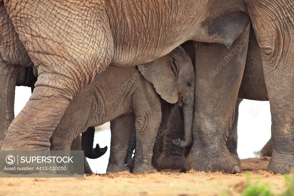 Baby elephant sleeping under his mother in the middle of a group RSA