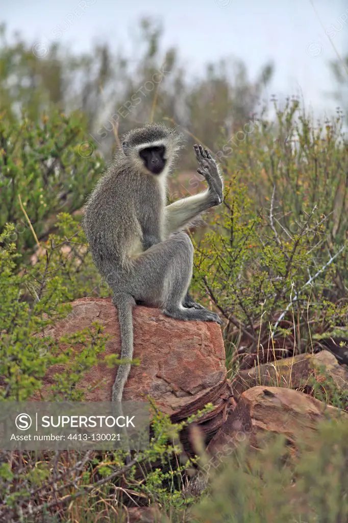 Grivet monkey on a rock on foot raised Mountain Zebra NP RSA