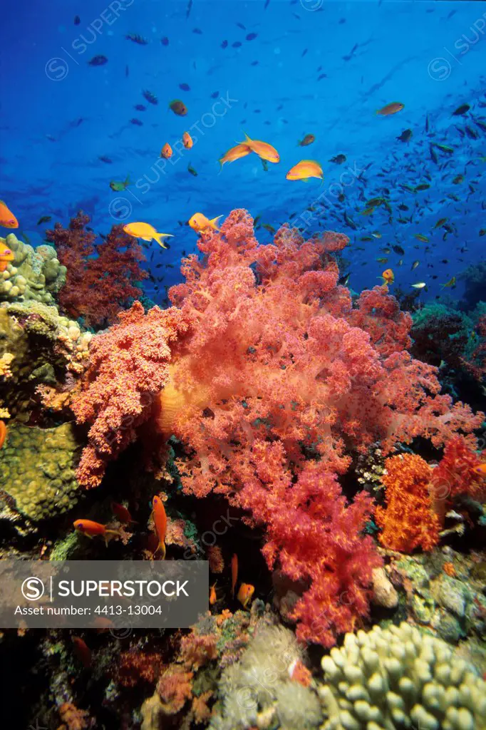 Anthias surrounding Soft coral Red Sea Egypt