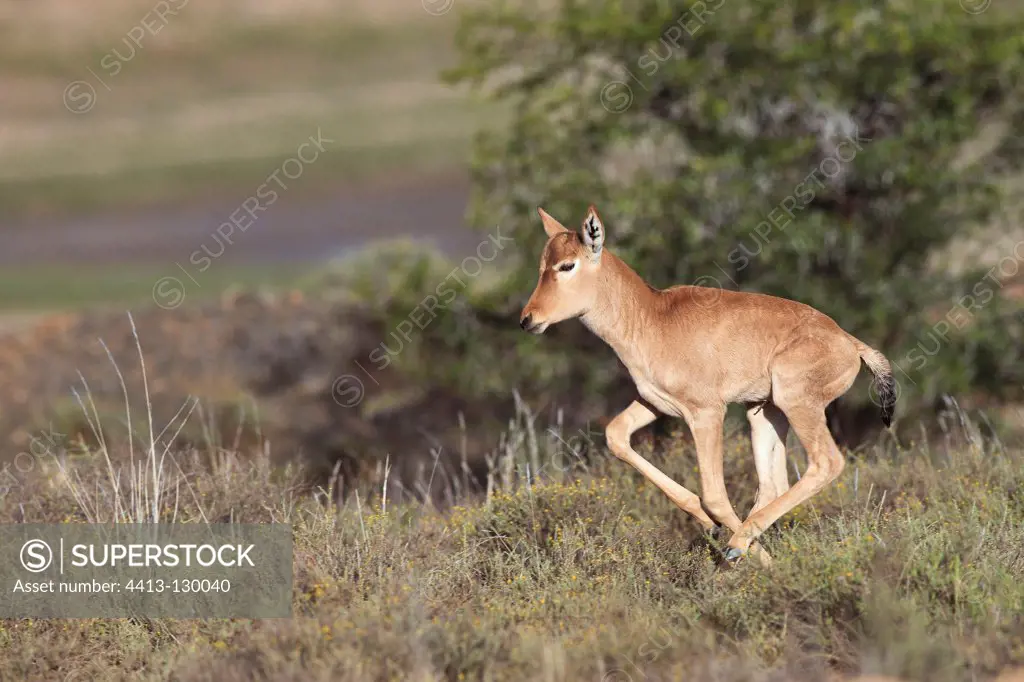 Young Red Hartebeest running in the Mountain Zebra NP RSA