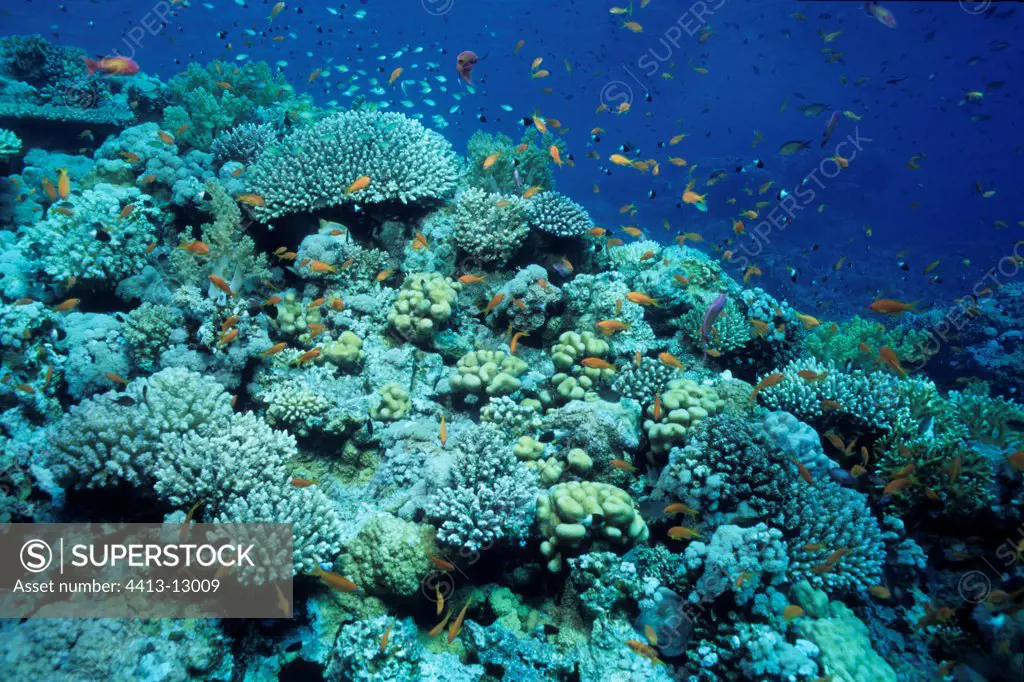 Colony of Staghorn Corals Red Sea Egypt