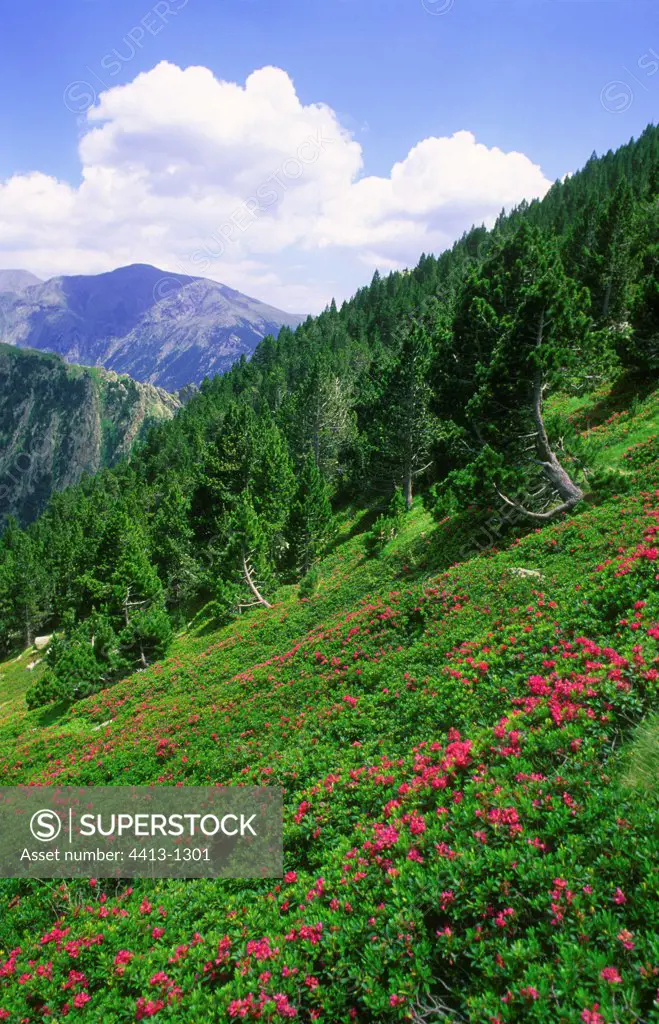 Alpine meadows with Mugo pines and Alpine Roses Spain