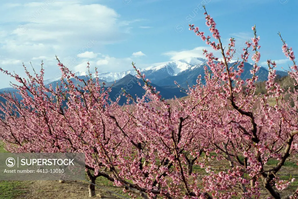 Peaches in flowers at the end of March Pyrenees France