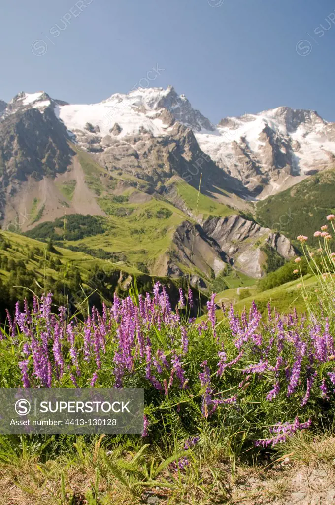 Clump of vetch to the mountains of the Alps in summer Meige