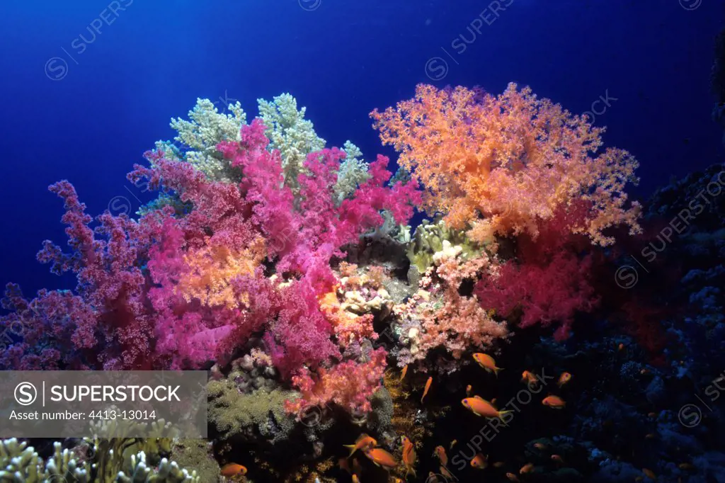 Colony of Red Sea Egypt