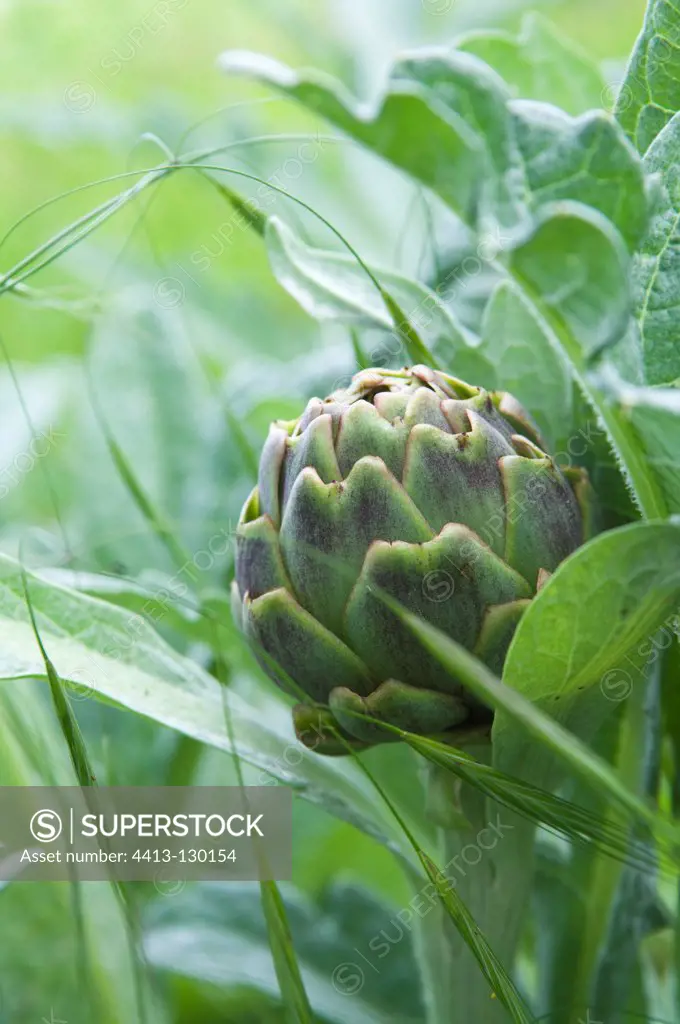 Artichoke in a vegetable garden of the Sarthe France